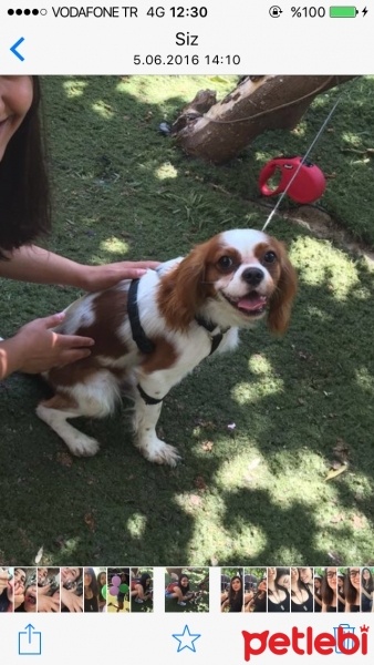 Cavalier King Charles Spanieli, Köpek  Fluffy fotoğrafı