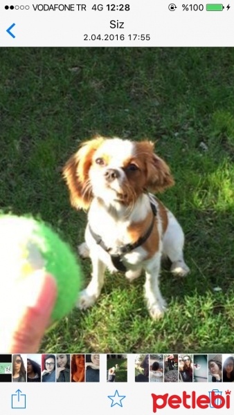 Cavalier King Charles Spanieli, Köpek  Fluffy fotoğrafı