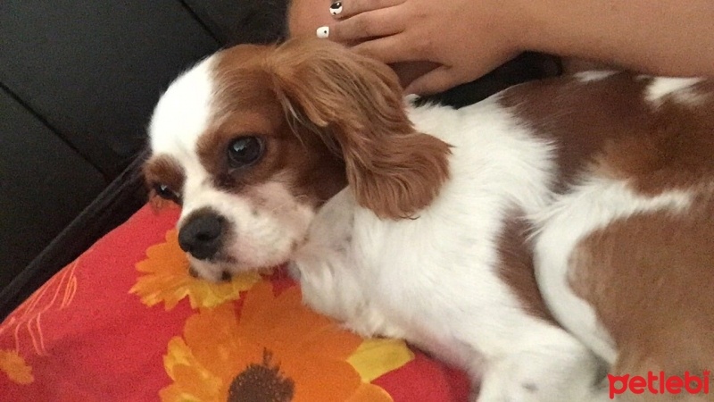 Cavalier King Charles Spanieli, Köpek  Fluffy fotoğrafı