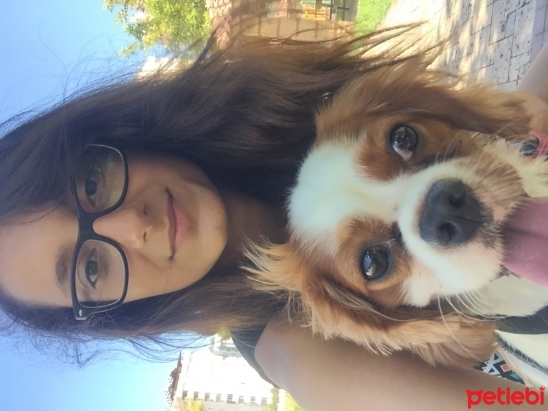 Cavalier King Charles Spanieli, Köpek  Fluffy fotoğrafı