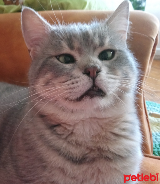 Tekir Kedi, Kedi  pirinç fotoğrafı