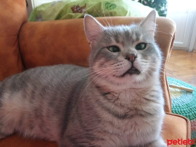 Tekir Kedi, Kedi  pirinç fotoğrafı
