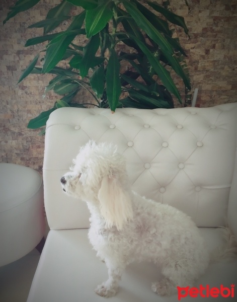 Maltese, Köpek  cookie  fotoğrafı