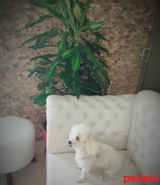 Maltese, Köpek  cookie  fotoğrafı