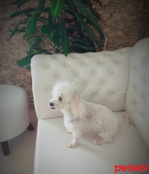 Maltese, Köpek  cookie  fotoğrafı