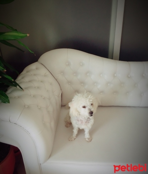 Maltese, Köpek  cookie  fotoğrafı