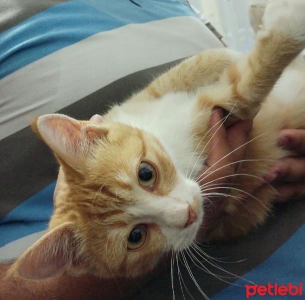 Laperm, Kedi  LİMON fotoğrafı