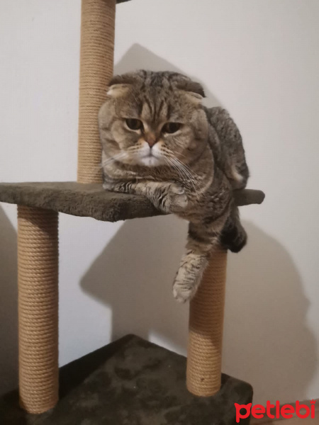 British Shorthair, Kedi  Kuki fotoğrafı