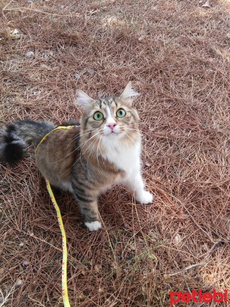 Maine Coon, Kedi  Paçoz fotoğrafı