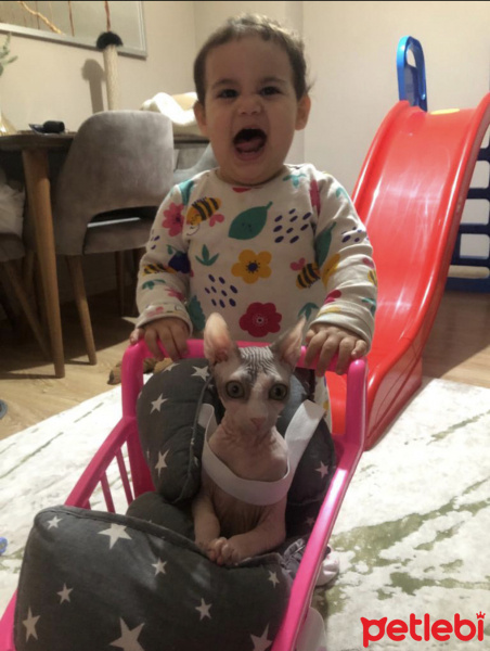 Sphynx, Kedi  Kumpir fotoğrafı