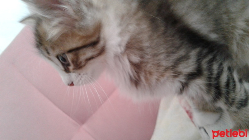 Tekir Kedi, Kedi  Kadife fotoğrafı