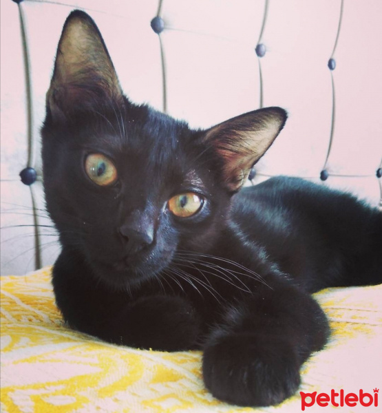 Tekir Kedi, Kedi  Hüsnü fotoğrafı