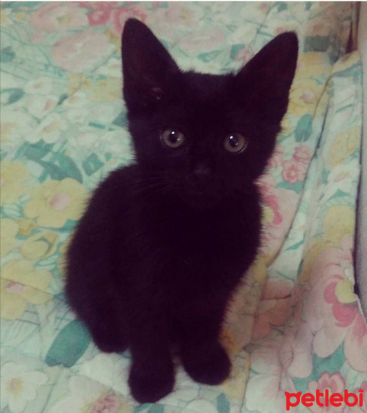 Tekir Kedi, Kedi  Hüsnü fotoğrafı