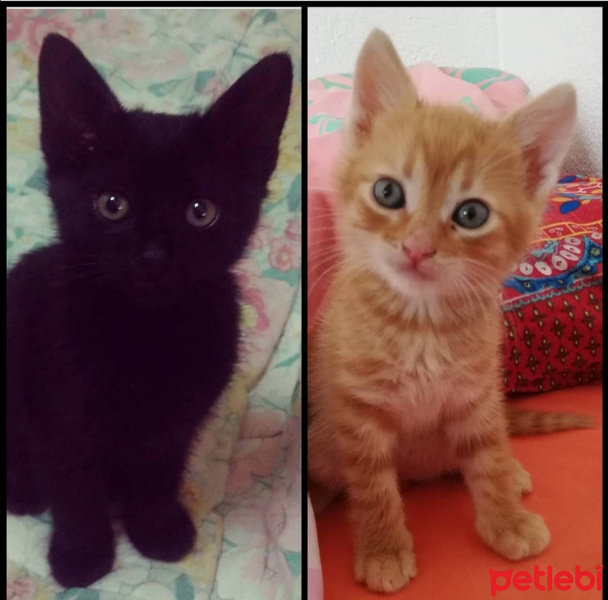 Tekir Kedi, Kedi  Hüsnü fotoğrafı