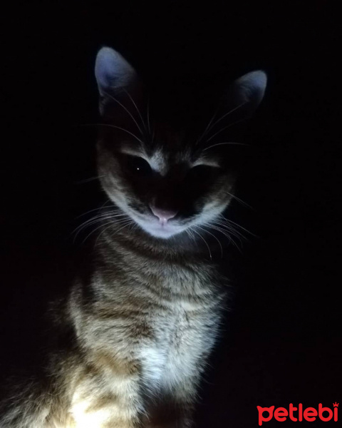 Tekir Kedi, Kedi  İsmet fotoğrafı