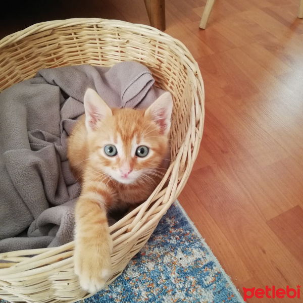 Tekir Kedi, Kedi  İsmet fotoğrafı