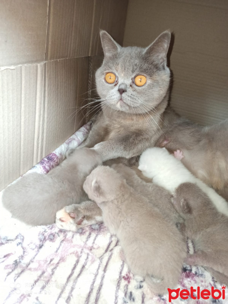 British Shorthair, Kedi  Çskıl fotoğrafı