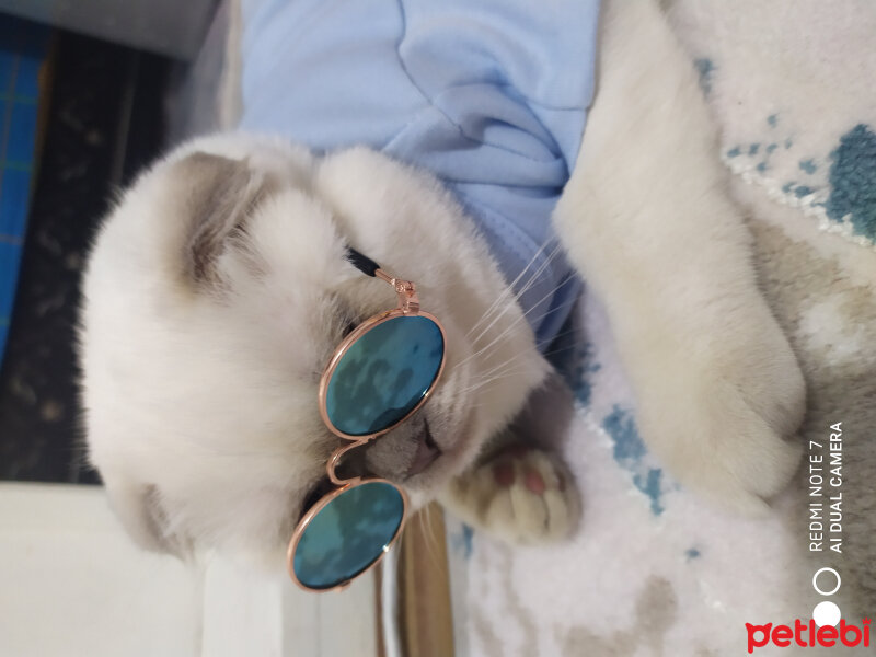 Scottish Fold, Kedi  Leo fotoğrafı