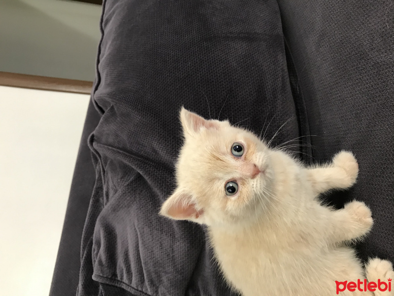 Brazilian Shorthair, Kedi  26 Şubat Doğumlu Cream British fotoğrafı