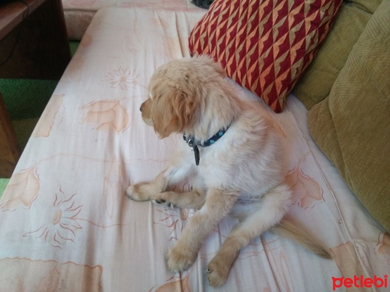 Golden Retriever, Köpek  Mişa fotoğrafı