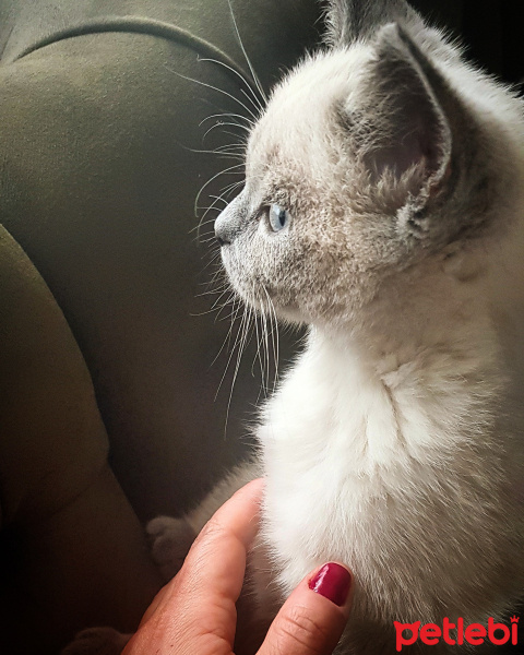 British Shorthair, Kedi  (fırın) Sütlaç fotoğrafı