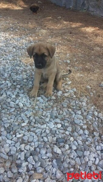 Alman Çoban Köpeği, Köpek  LUKAS fotoğrafı