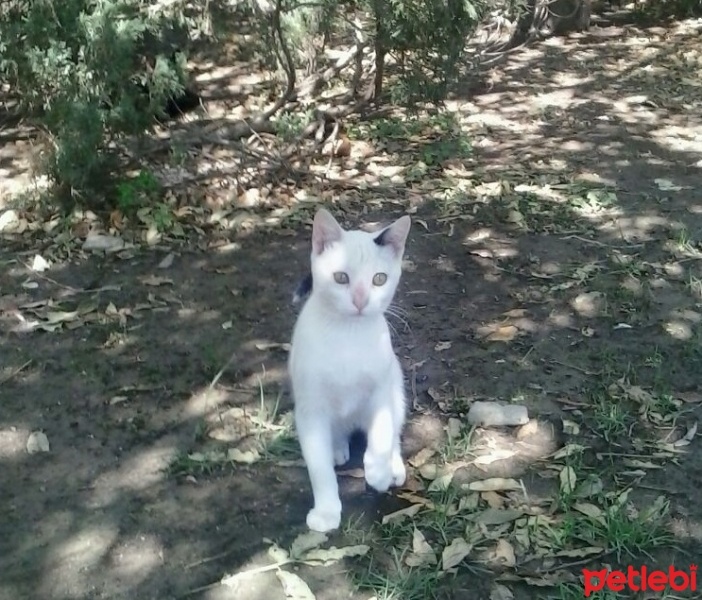 Tekir Kedi, Kedi  Gümüş fotoğrafı