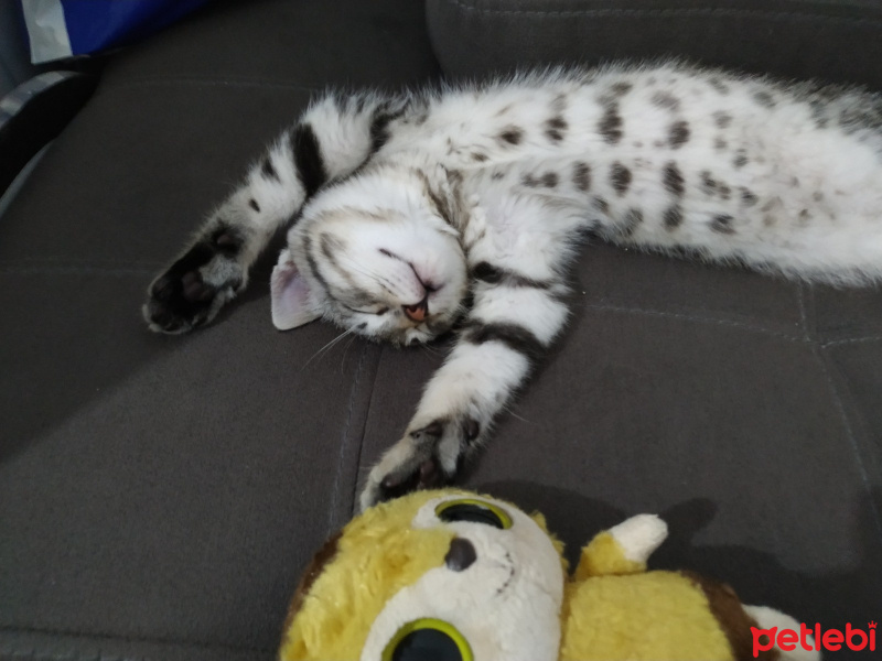 Tekir Kedi, Kedi  Çörek fotoğrafı