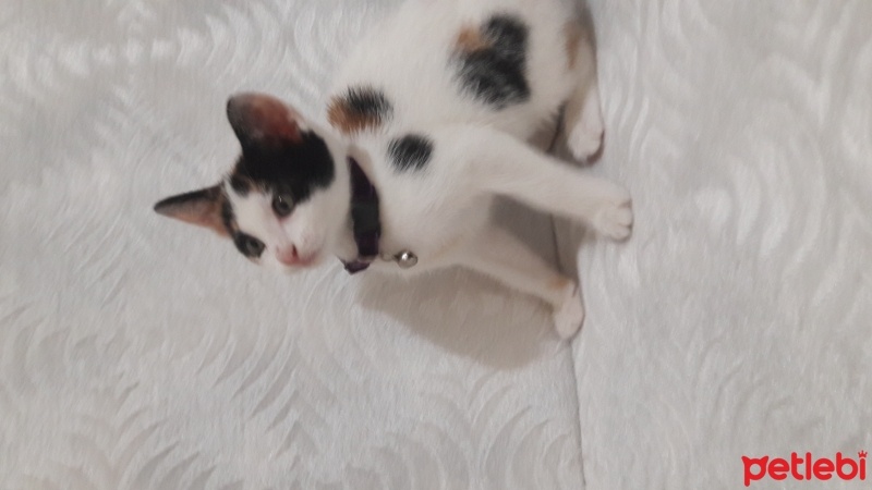 Tiffanie, Kedi  Hilal fotoğrafı