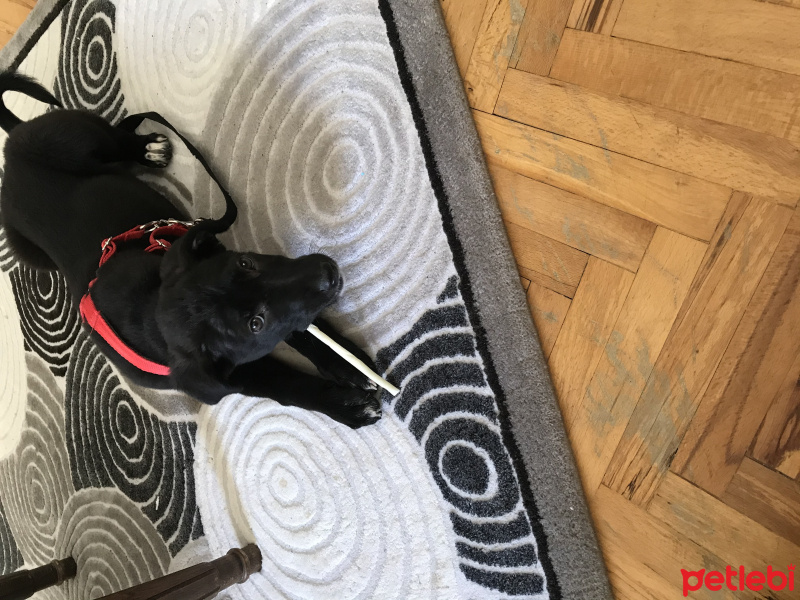 Labrador Retriever, Köpek  Hera fotoğrafı