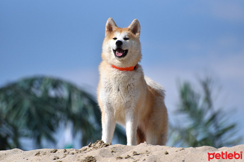 Akita İnu, Köpek  Akina fotoğrafı