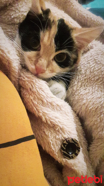 Tekir Kedi, Kedi  Pisi fotoğrafı