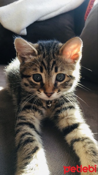 Tekir Kedi, Kedi  Kaju fotoğrafı