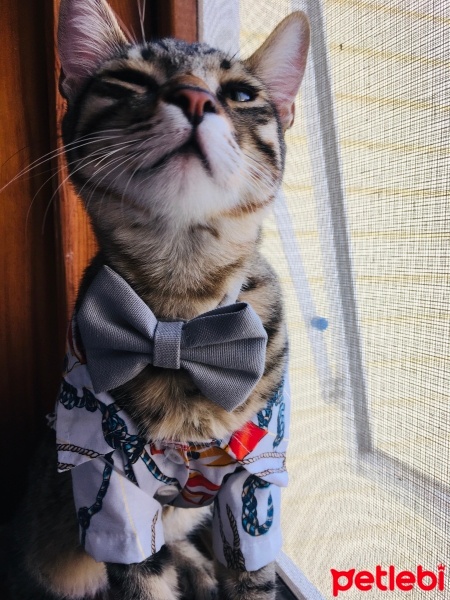 Tekir Kedi, Kedi  Kaju fotoğrafı