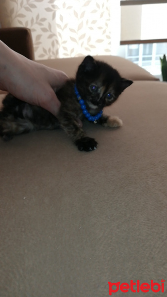 Tekir Kedi, Kedi  maya fotoğrafı