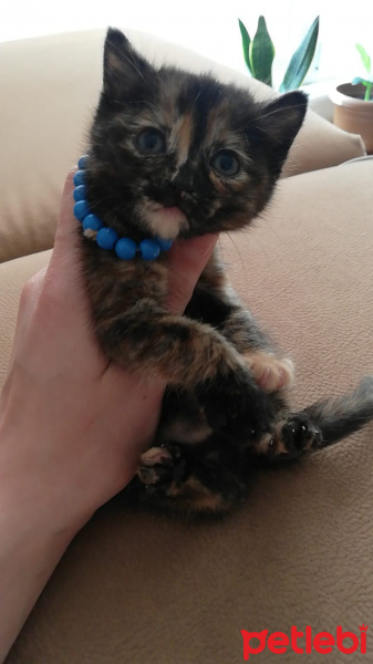 Tekir Kedi, Kedi  maya fotoğrafı