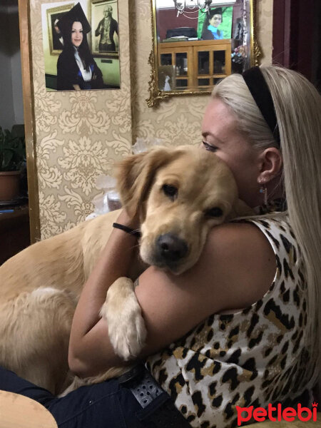 Golden Retriever, Köpek  Max fotoğrafı