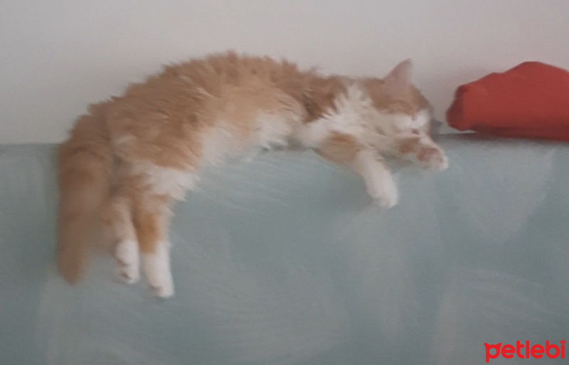 Sarman, Kedi  Limon fotoğrafı