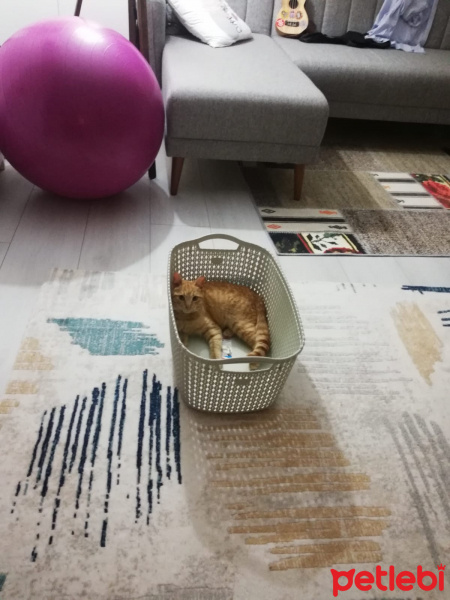 Tekir Kedi, Kedi  köfte fotoğrafı