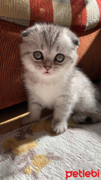 Scottish Fold, Kedi  lokum fotoğrafı