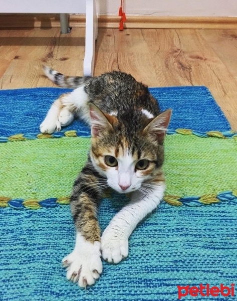 Tekir Kedi, Kedi  Boncuk fotoğrafı
