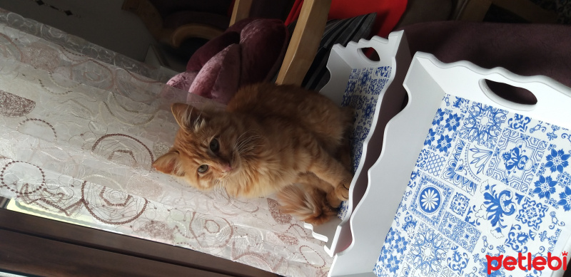 Sarman, Kedi  Mars fotoğrafı