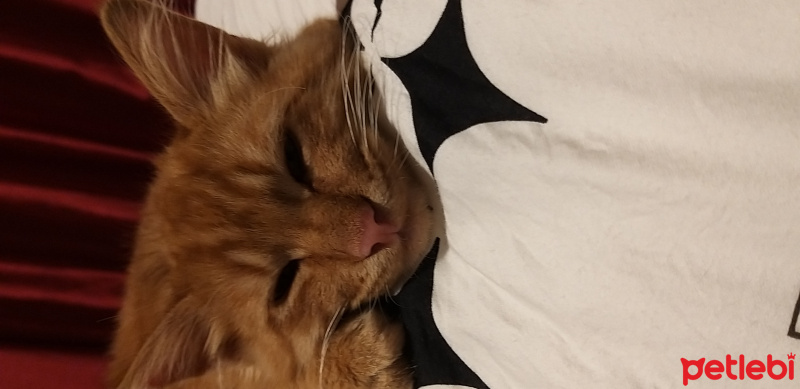 Sarman, Kedi  Mars fotoğrafı