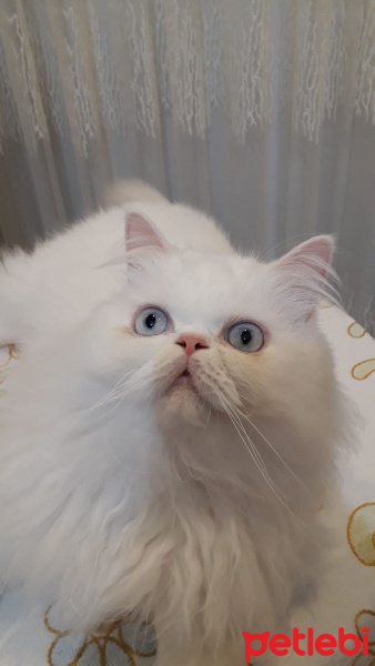 İran Kedisi (Persian), Kedi  Kek fotoğrafı