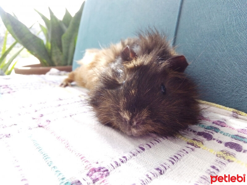 Guinea Pig, Kemirgen  Bıcır fotoğrafı