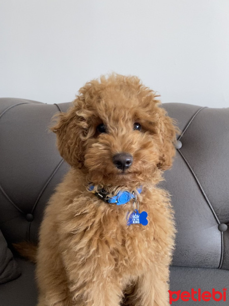 Poodle (Minyatür Kaniş), Köpek  Thor fotoğrafı