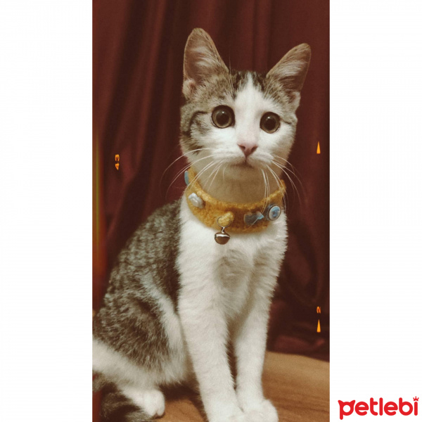 Tekir Kedi, Kedi  Mıncır fotoğrafı