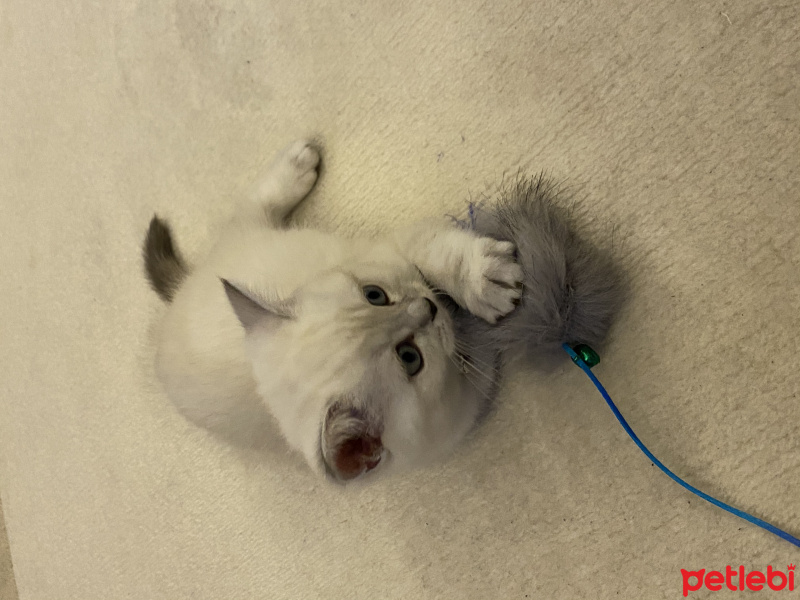 British Shorthair, Kedi  Bulut fotoğrafı