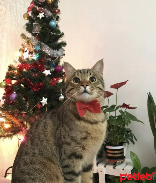 Tekir Kedi, Kedi  Orçun fotoğrafı