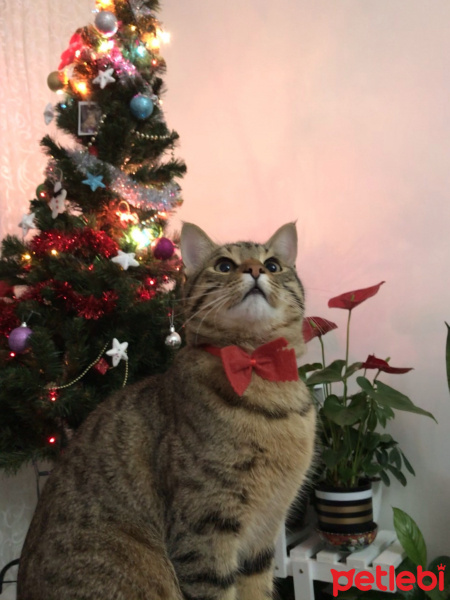 Tekir Kedi, Kedi  Orçun fotoğrafı